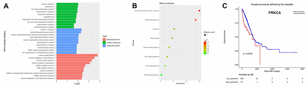 CircRNA expression profiles in NSCLC analyzed with GO and pathway analyses. (A) GO analysis was used to explore the potential functions of the differentially expressed circRNAs. (B) Pathway analysis was used to explore the signaling pathways associated with the host genes of the overlapping circRNAs. (C) The Cancer Genome Atlas was used to identify circRNA host genes associated with the prognosis of NSCLC.