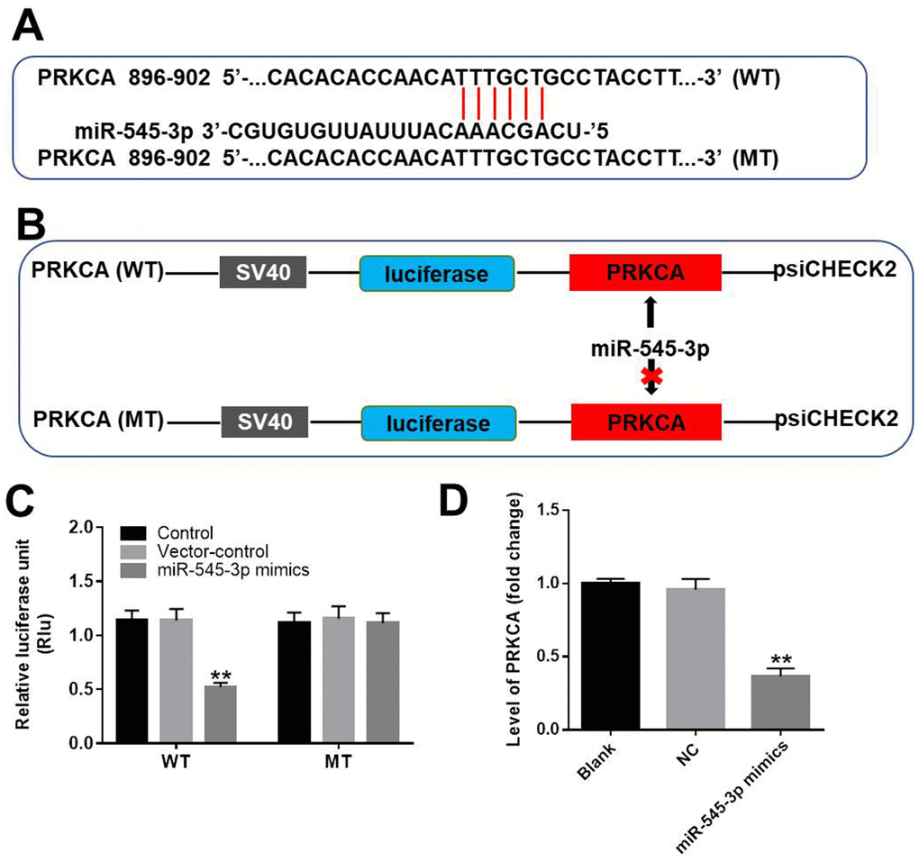 PRKCA was a direct target of miR-545-3p. (A, B) The gene structure of PRKCA at positions 896-902 contained the predicted target site of miR-545-3p in its 3'-UTR, with a sequence of TTTGCT. (C) Luciferase activity was measured with a dual luciferase reporter assay in A549 cells co-transfected with the WT/MT PRKCA 3′-UTR plasmid and miR-545-3p. (D) The expression of PRKCA in NSCLC cells was investigated using qRT-PCR. **P