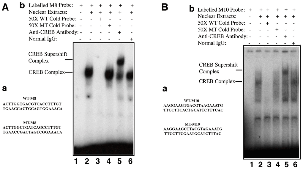 Electrophoretic mobility shifting assays (EMSA) demonstrated that CREB directly binds to the promoter enhancer sequences of the αB-crystallin gene to control its expression. Bioinformatics analysis revealed that the mouse αB-crystallin gene contains many half CREB binding sites in the proximal promoter, and completely conserved CREB sites in the upstream enhancer or downstream enhancer regions (Supplementary Figure 3). EMSA revealed that CREB can directly bind to the conserved CREB binding sites in both upstream (M8) or downstream (M10). A-a, diagram of the two oligos containing a well-conserved CREB binding site (WT-M8, top) or mutant CREB binding site (MT-M8, bottom), which were used for gel mobility shifting assays described in A-b. A-b, gel mobility shifting assays. Nuclear extracts prepared from pCI-CREB-αTN4-1 cells were incubated with γ-32P-ATP-labeled oligo-nucleotide containing wild-type CREB binding site (A-a, top) under various conditions shown in the figure. B-a, diagram of the two oligos containing a less conserved CREB binding site (WT-M10, top) or mutant CREB binding site (MT-M10, bottom), which were used for gel mobility shifting assays described in B-b. B-b, gel mobility shifting assays. Nuclear extracts prepared from pCI-CREB-αTN4-1 cells were incubated with γ-32P-ATP-labeled oligo-nucleotide containing wild-type M10 CREB binding site (B-a, top) under various conditions shown in the figure.