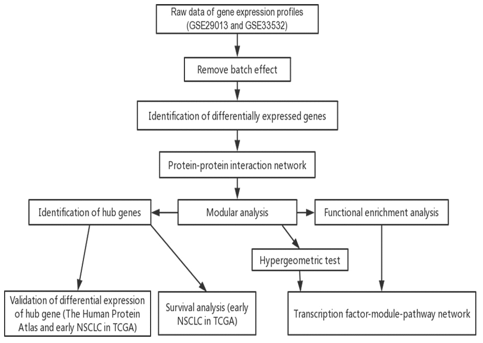 low chart of this study. TCGA, The Cancer Genome Atlas; NSCLC, non-small cell lung cancer.