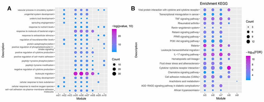 GO function and KEGG pathway of the functional module. (A) Biological processes having more than 3 functional modules are significantly enriched. (B) KEGG pathways having more than 2 functional modules were significantly involved.