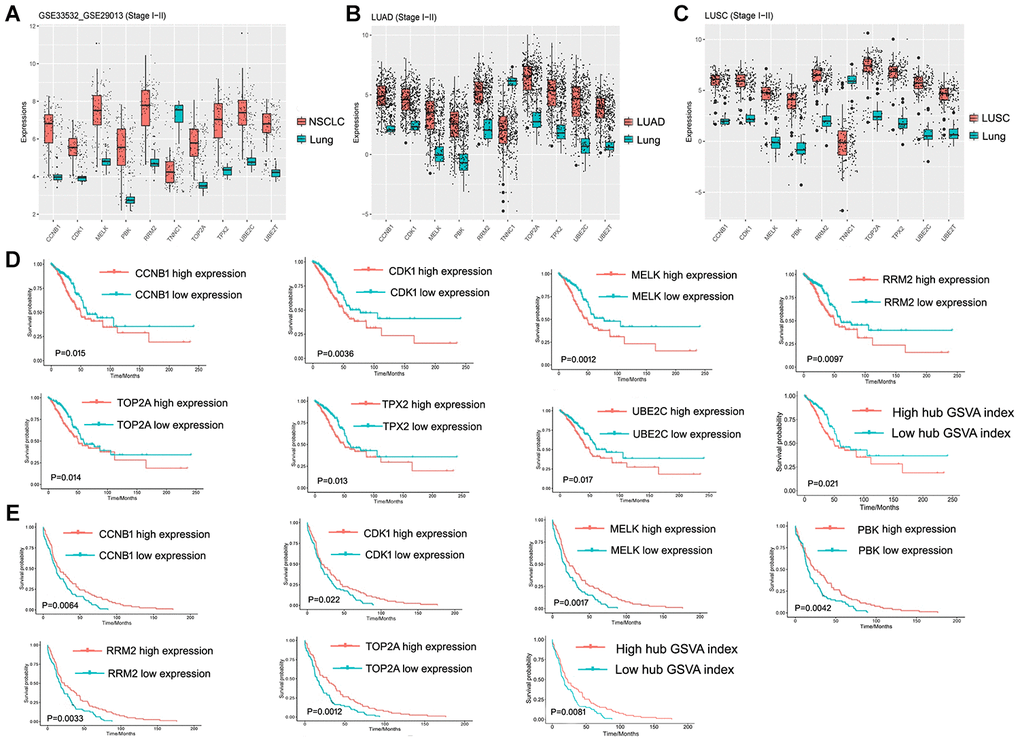 Hub gene and its prognostic value. (A) Expression of hub genes in GSE33532 and GSE29013. (B) Expression of hub genes in the early LUAD data set from TCGA. (C) Expression of hub genes in the early LUSC data set from TCGA. (D) Hub Genes and the hub GSVA index associated with prognosis in the early LUAD data set from TCGA. (E) Hub Genes and the hub GSVA index associated with prognosis in the early LUSC data set from TCGA. LUAD, lung adenocarcinoma; LUSC, Lung squamous cell carcinoma; GSVA, gene set variation analysis; TCGA, The Cancer Genome Atlas.