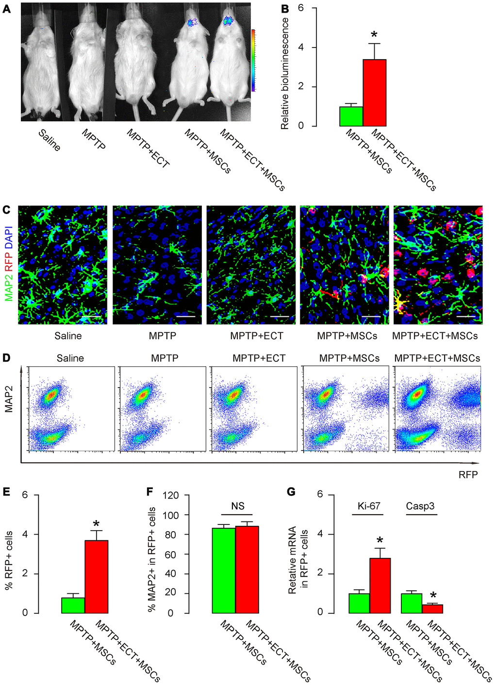 ECT increases proliferation and survival of grafted MSCs. (A, B) Bioluminescence test for detecting grafted MSCs in mice two months after treatment, shown by representative images (A) and by quantification (B). (C) Representative immunohistochemical images for MAP2 and RFP in mouse brain two months after treatment. (D) Representative flow charts for MAP2 and RFP for mouse brain cells two months after treatment. (E) Quantification of percentage of RFP+ cells in total cells. (F) Quantification of percentage of MAP2+ cells in total RFP+ cells. (G) RT-qPCR for Ki-67 and Casp3 in total RFP+ cells. *p