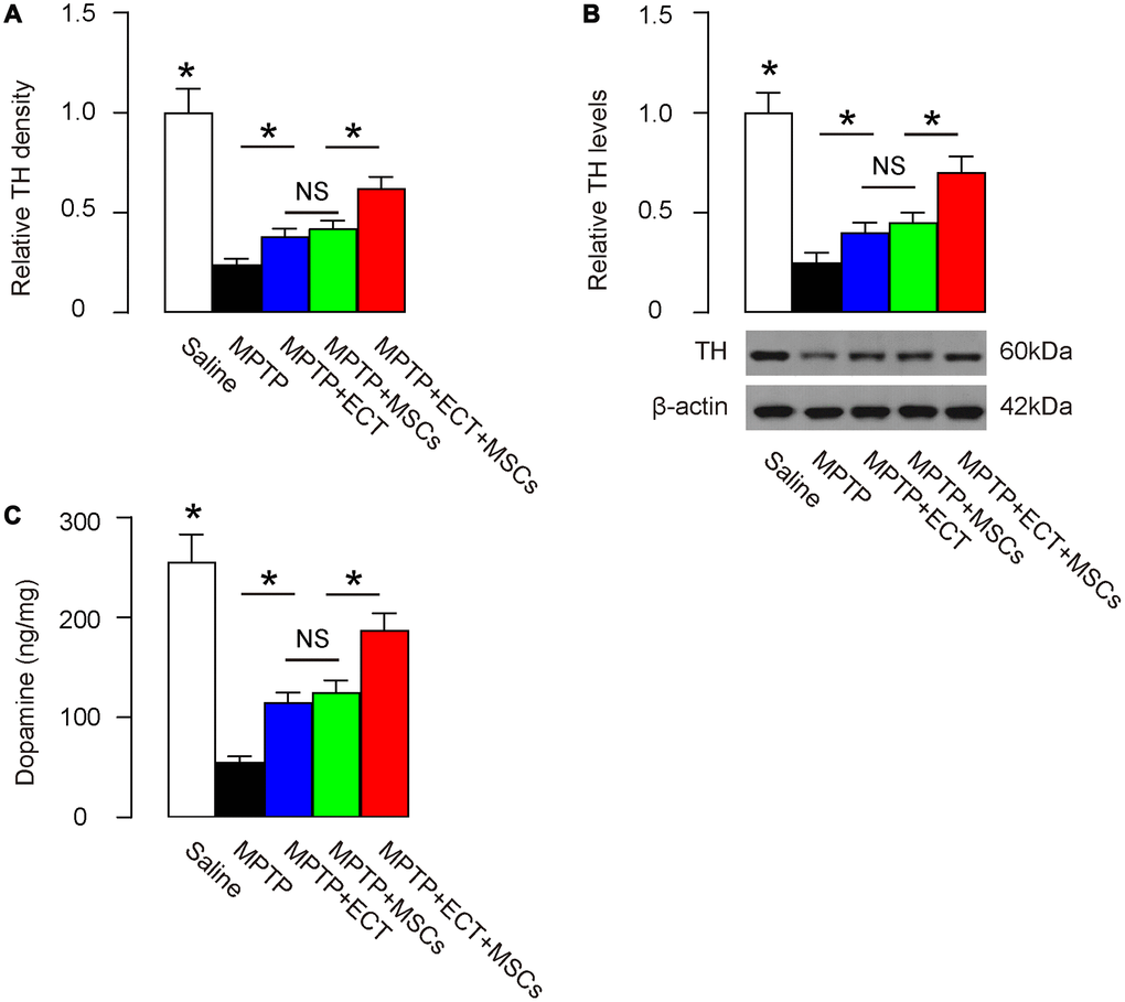 Combined ECT and MSCs synergistically increase dopamine levels. (A) Quantification of TH density by immunohistochemistry. (B) Western blotting for TH in brain tissue. (C) ELISA for dopamine levels in brain tissue. *p