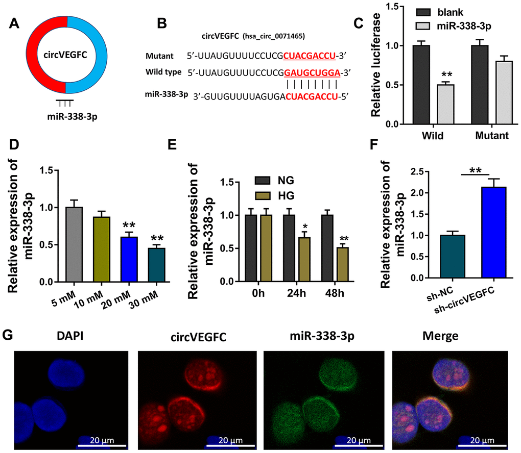 circVEGFC sponged miR-338-3p in HUVECs. (A) Schematic diagram showed the binding within miR-338-3p and circVEGFC. (B) Bioinformatics prediction (https://circinteractome.nia.nih.gov/) indicated the complementary binding sites with circVEGFC. (C) Luciferase reporter assay uncovered the compact binding within miR-338-3p and wild type of circVEGFC in the co-transfection. (D) RT-qPCR revealed miR-338-3p leve with the concentration rising. (E) RT-qPCR revealed the miR-338-3p level in the concentration gradient treated HUVECs. (F) RT-PCR showed the miR-338-3p level when circVEGFC was silenced. (G) RNA Fluorescence in situ hybridization (RNA-FISH) unveiled the subcellular location of miR-338-3p and circVEGFC in HUVECs. *P 