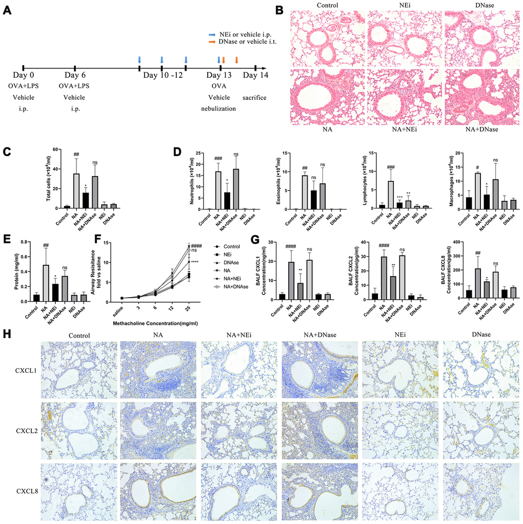 Inhibition of NET formation alleviated neutrophilic airway inflammation in NA model, rather than degrading the NETs DNA. (A) Flow chart for sivelestat or DNase I administration intraperitoneally. (B) HE staining results showed that sivelestat could alleviate inflammation while DNase I could not (200X). (C–E) Total cells, differential count of cells, and total protein were measured after treatment with sivelestat or DNase I in the BALF of NA mice. (F) Airway resistance was measured after methacholine treatment. (G) Concentration of CXCL1, CXCL2 and CXCL8 in the BALF supernatant of NA mice was measured by ELISA. (H) CXCL1, CXCL2, and CXCL8 expression was measured by Immunohistochemistry (200X). #: P