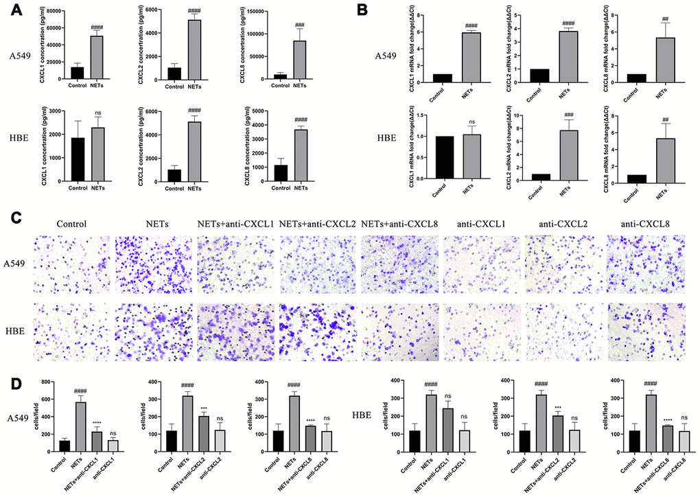 NETs stimulate HBEs and A549 to express neutrophilic chemokines. (A and B) CXCL1, CXCL2, and CXCL8 expression in the supernatant was analyzed by Luminex and RT-qPCR, after HBEs (or A549) were treated with NETs co-cultured for 24 h. (C and D) Neutrophil migration was analyzed by transwell after cell culture supernatant was induced for 48 h (200X). NET treated supernatant was added to the lower chamber. #: P