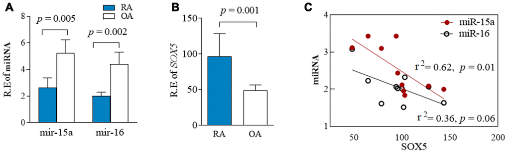 Expression of miR-15a/16/SOX5 axis in primary FLSs from RA and OA patients. (A, B) Expression of miR-15a/16 (A) and SOX5 (B) in primary FLSs from RA (n = 10) and OA (n = 10) patients was detected simultaneously by RT-qPCR. (C) Correlation between the expression of miR-15a/16 and SOX5 mRNA. Bars show the mean ± SD.