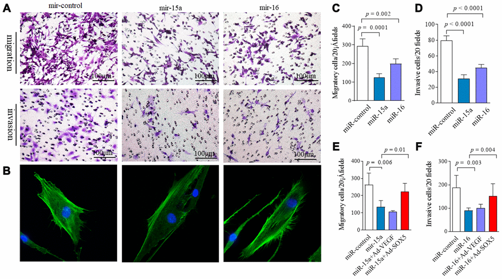 Regulation of miR-15a/16/SOX5 axis on RA-FLSs migration and invasion. (A) Following transfected with miR-15a, miR-16 mimics and miR-control for 48h, FLSs subjected to transwell (A, above) and transwell chamber invasion assay (A, below) after 24h. (B) Following transfected with miR-15a, miR-16 mimics and miR-control for 48h, FLSs were fixed and stained with FITC-phalloidin. Representative confocal microscopy images of three independent experiments are shown to illustrate stress fibers and appearance of lamellipodia. (C, D) Graphs show the quantitation data derived from the left figure A. Data are each representative of 3 independent experiments. (E, F) SOX5 overexpression alleviates the miR-15a/16 mimics-mediated inhibitory roles on migration (E) and invasion (F) in FLSs. Graphs show the quantitation data derived from 3 independent migration and invasion assay.