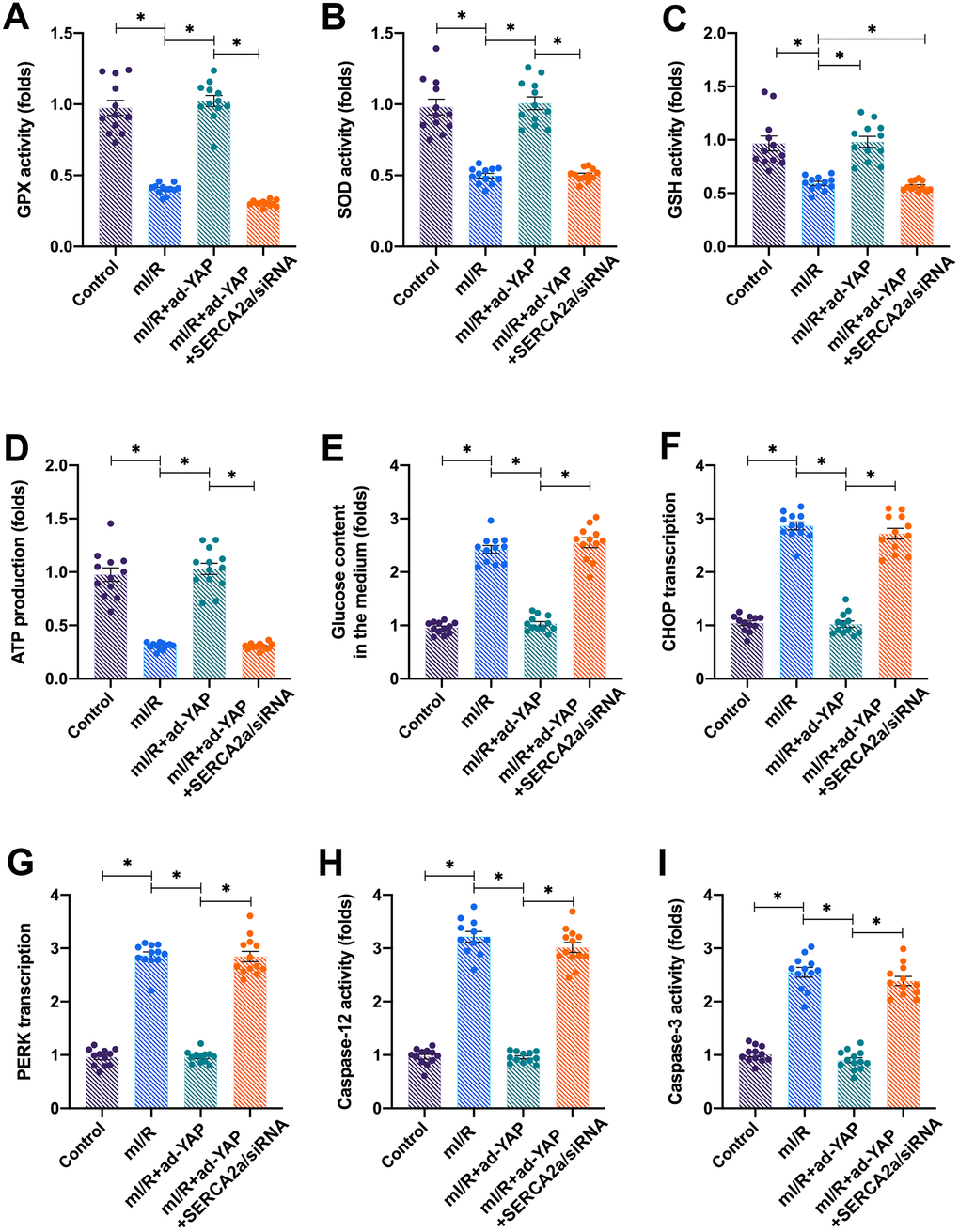 Knockdown of SERCA2a attenuates YAP-induced protective effects on mitochondria and ERS in I/R-treated cardiomyocytes.SERCA2a siRNA was transfected into cardiomyocytes infected with ad-YAP in the presence of mI/R injury. (A–C) The activity of glutathione (GSH), superoxide dismutase (SOD), and glutathione peroxidase (GPx) were measured via enzyme-linked immunosorbent assay (ELISA). (D) ATP production was determined through ELISA. (E) The levels of glucose in the medium were determined through ELISA. (F, G) Quantitative polymerase chain reaction (qPCR) assay was used to analyze the mRNA levels of PERK and CHOP. (H, I) ELISA was used to detect the activation of caspase-12 and caspase-3. *P