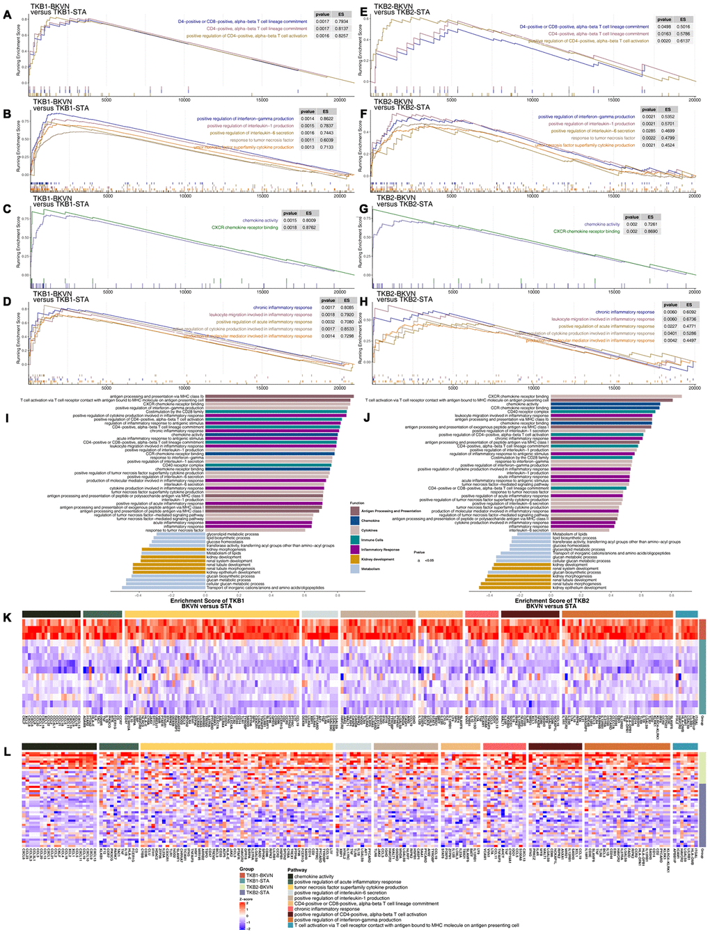 GSEA of hallmark gene sets in TKB-BKVN and TKB-STA data downloaded from MSigDB (GSE47199 and GSE75693). TKB1-BKVN was associated with activated immune cell- (A), cytokine- (B), chemokine- (C) and inflammation-related pathways (D). Similarly, TKB2-BKVN was associated with activated immune cell- (E), cytokine- (F), chemokine- (G) and inflammation-related pathways (H). All transcripts were ranked by the log2(fold change) between TKB-BKVN and TKB-STA. Each run was performed with 1,000 permutations. Differences in pathway activities scored by GSEA between TKB-BKVN and TKB-STA (I, J). Enrichment results with significant differences between TKB-BKVN and TKB-STA are shown. The functions of the pathways are shown in the annotations. (K) Heatmap of core genes in significantly enriched pathways between TKB1-BKVN and TKB1-STA. (L) Heatmap of core genes in significantly enriched pathways between TKB2-BKVN and TKB2-STA. In the heatmaps, blue means downregulation, while red means upregulation.