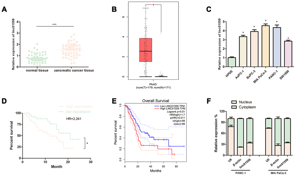 LncRNA LINC01559 was overexpressed in PC tissues and cells and was clinically relevant in PC. (A) RT-qPCR analysis of LINC01559 expression in PC tissues. (B) The expression of LINC01559 in PC tissues obtained from TCGA database. (C) A differential expression pattern of LINC01559 was observed in PC cell lines. (D) The survival curve of different expression of LINC01559 in PC. (E) The overall survival months in patients with PC obtained from TCGA database. (F) The relative expression of LINC01559 in nucleus and cytoplasm. All experiments were performed three times and data were presented as mean ± SD. *p p 