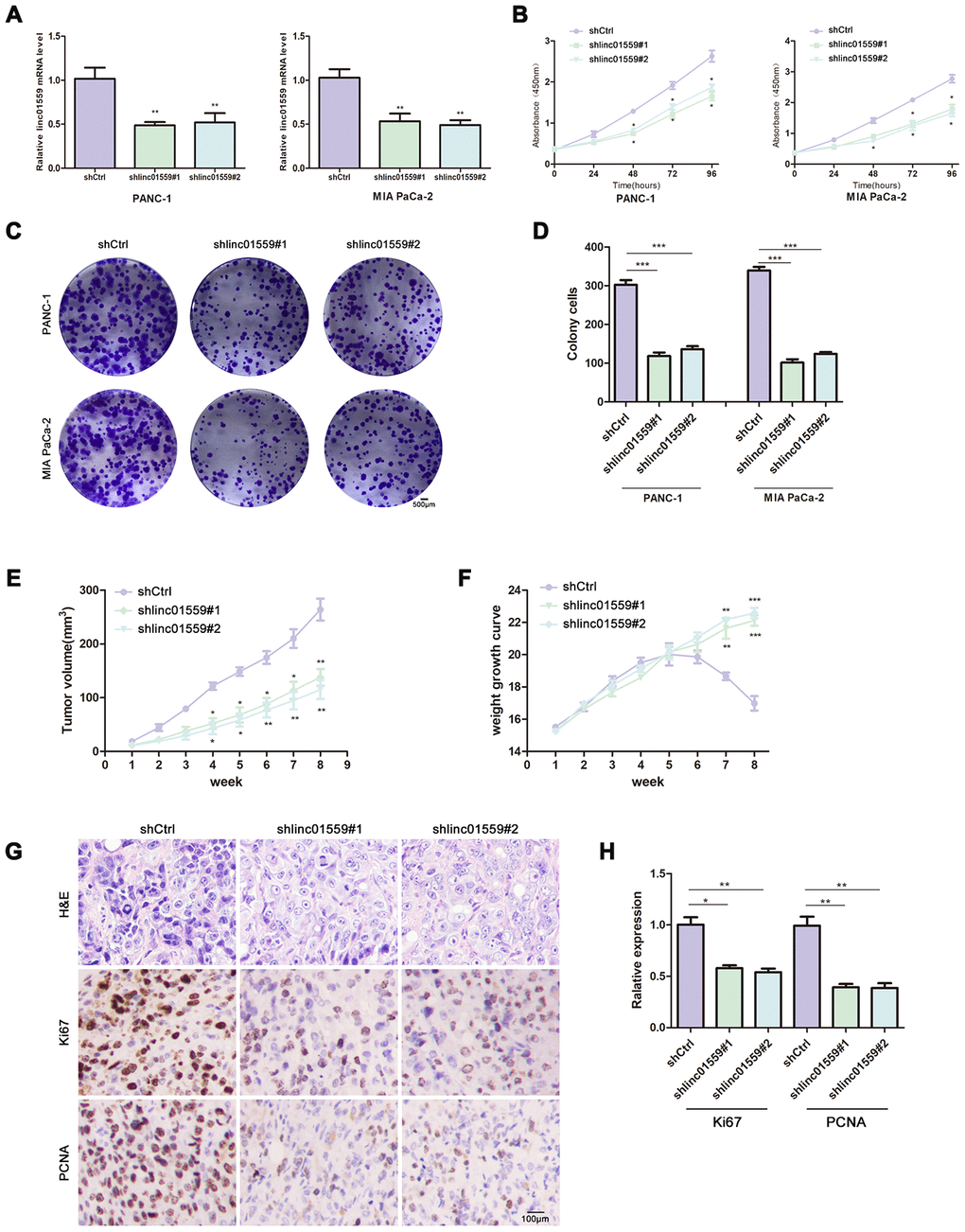 Silence of LINC01559 expression suppressed PC cell proliferation in vivo and in vitro. (A) The effects of transfection in PC cell lines were detected by PCR assay. (B) CCK-8 assay was performed to test the cell viability and proliferation in control group (shCtrl) and silence groups (shlinc01559). (C, D) Colony formation assay was performed to test the cell colony ability in shCtrl and shlinc01559. (E) Tumor volume of the subcutaneous xenografts in shCtrl and shlinc01559. (F) Weight change curve. (G) IHC staining for LINC01559 and representative images of three pairs of subcutaneous xenograft tissue (100×).(bar: 100 μm) (H) The relative expression of Ki67 and PCNA in tumor tissue. *p p p 