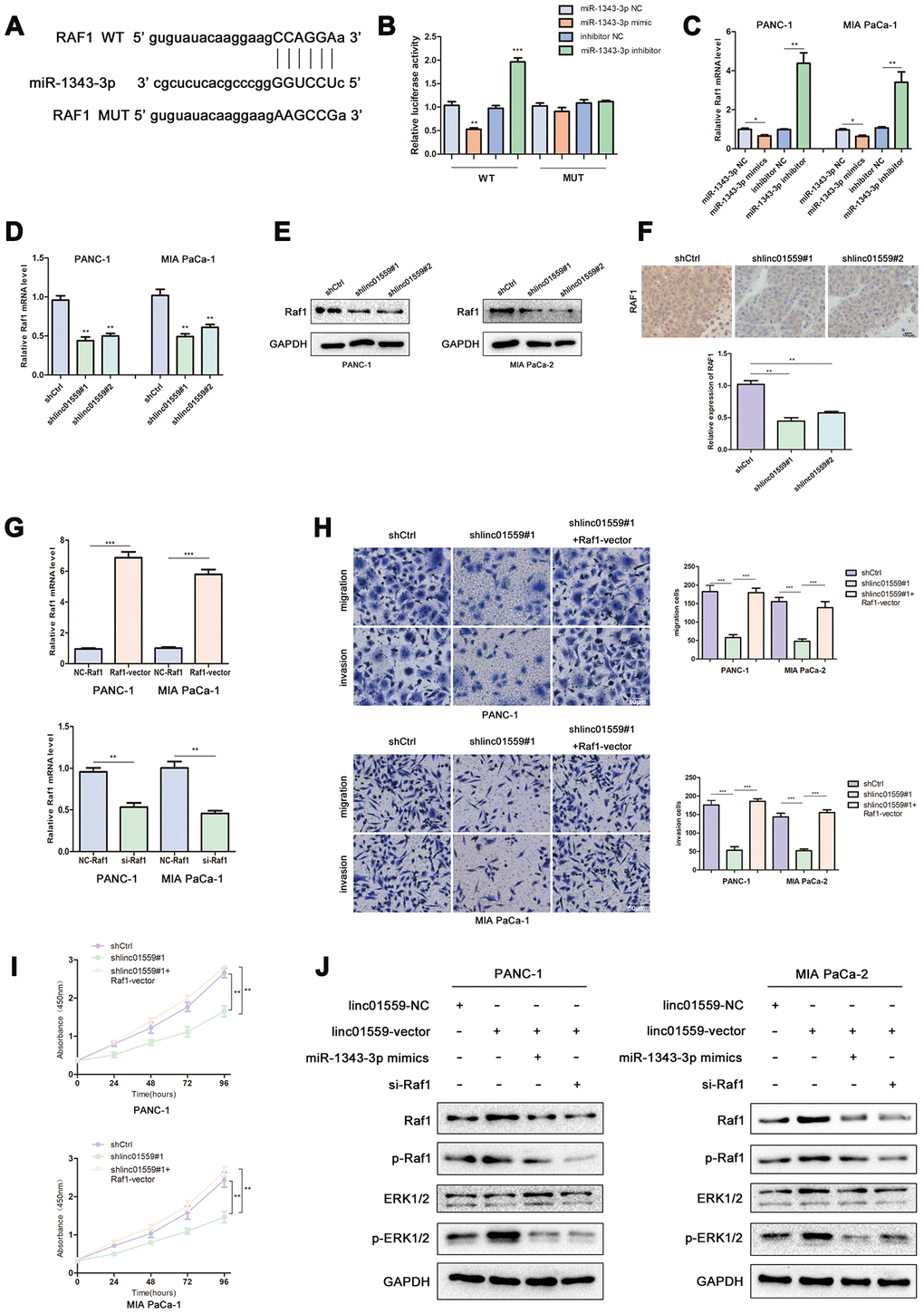 MiR-1343 targeted RAF1 and LINC01559 positively regulated RAF1 via miR-1343-3p. (A) The prediction binding site of miR-1343-3p in RAF1 3’UTR. (B) Luciferase assay was applied to investigate the direct interaction between RAF1 and miR-1343-3p. (C) The RAF1 mRNA expression in miR-1343-3p mimic and miR-1343-3p inhibitor groups. (D) The RAF1 mRNA expression in shCtrl and shlinc01559 groups. (E) The RAF1 protein expression in shCtrl and shlinc01559 groups. (F) The relative expression of RAF1 in nude mouse tumors. (G) The RAF1 mRNA expression after transfecting RAF1 vector or siRNA in PC cells. (H–J) Functional rescue experiments was performed to verify the effect of RAF1 vector on migration and proliferation in shlinc01559 group. (J) Western blotting showing the expression change of proteins involved in the ERK signaling pathway.