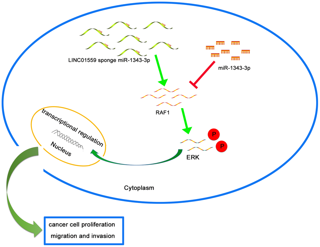 Schematic diagram of mechanism on this research. LINC01559 promotes RAF1-mediated proliferation and metastasis via decoying of miR-1343-3p in PC.