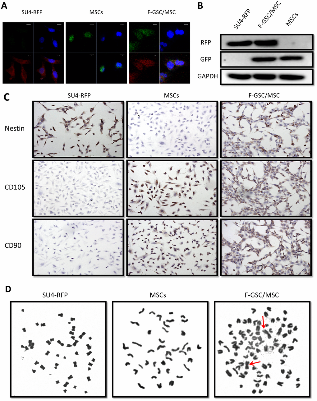 RFP+/GFP+ cells (F-GSC/MSC) are fusion cells derived from SU4-RFPs and MSC-GFPs. (A) RNA FISH and (B) Western blot analysis showed simultaneous expression of RFP/GFP in F-GSC/MSCs at the transcription and protein levels. (C) Cell surface marker identification showed that F-GSC/MSCs co-expressed markers of both GSCs and MSCs. (D) Human metacentric/submetacentric chromosomes (arrows) and murine telocentric chromosomes are observed in the karyotype of F-GSC/MSCs.