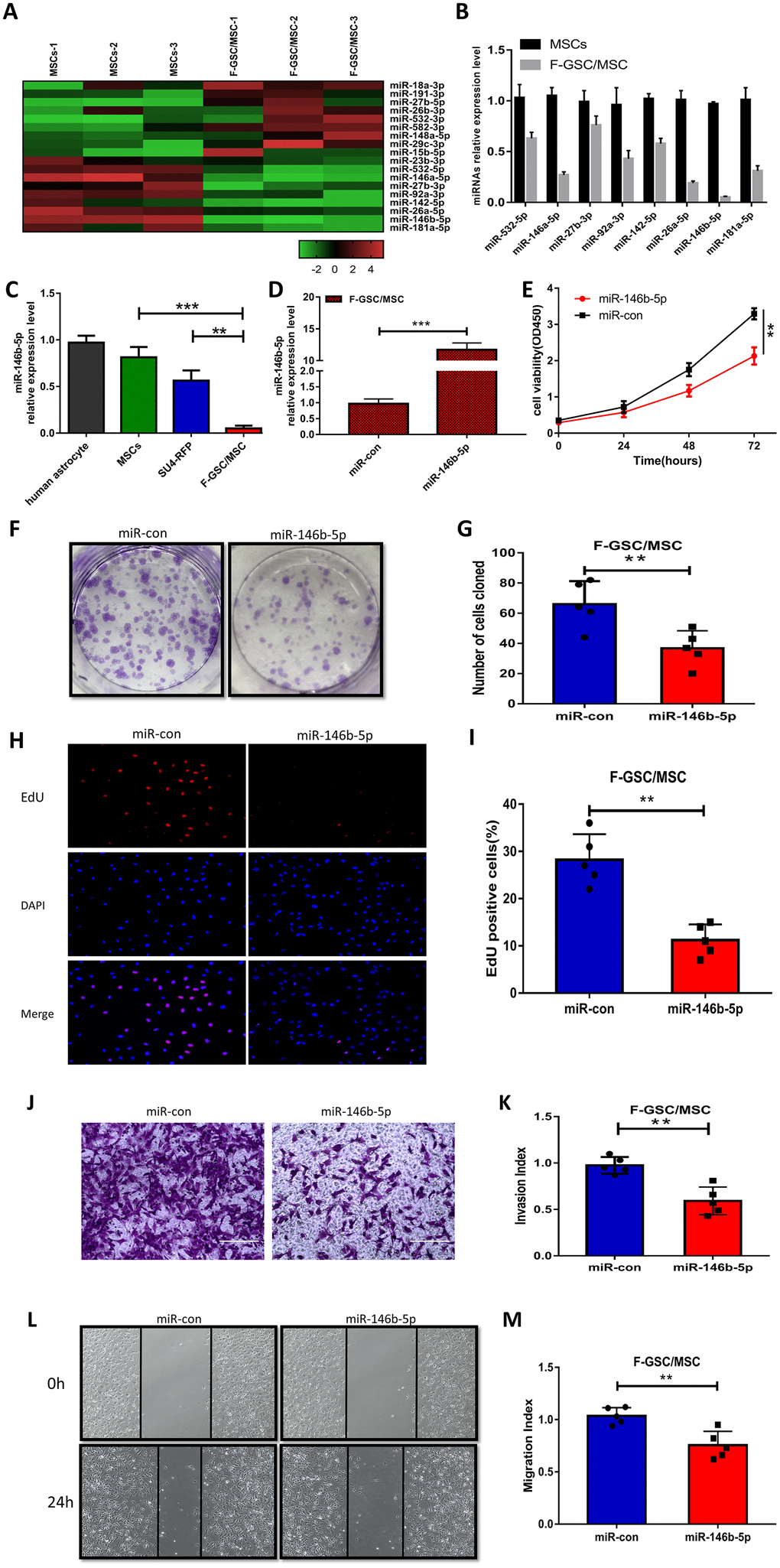 MiR-146b-5p is downregulated in F-GSC/MSCs and its overexpression inhibits F-GSC/MSC proliferation, invasion and migration. (A) Hierarchical clustering demonstrated distinguishable miRNA expression profiles in MSC and F GSC/MSC microarray data. (B) qPCR verified miR-146b-5p expression was the lowest among downregulated miRNAs in F-GSC/MSCs. miR-146b-5p expression in (C) F-GSC/MSs was lower than in MSC-GFPs or SU4-RFPs. (D) miR-146b-5p levels in F-GSC/MSs were upregulated by transfection of miR-146b-5p mimics. (E) Proliferation of F GSC/MSCs transfected with miR-146b-5p mimic or negative control was measured with CCK8 assays. (F and G) Colony formation assays with F GSC/MSCs transfected with miR-146b-5p mimic or negative control. (H and I) Effect of miR-146b-5p upregulation on F-GSC/MSC proliferation was determined using EdU assays. (J and K) Effect of miR-146b-5p upregulation on invasiveness of F GSC/MSCs was determined using Matrigel transwell assays. (L and M) Effect of miR-146b-5p on F-GSC/MSC migration was evaluated in wound-healing assays.