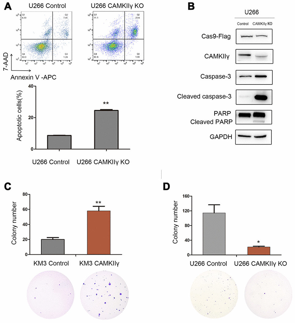 CaMKIIγ was critically required for apoptosis and colony-forming of MM Cells. (A) Representative images and quantification of apoptosis in U266 cells after DOX-induced CAMKIIγ-KO (**P B) Expression levels of apoptosis-related protein were obviously increased in U266 cells of CaMKIIγ downregulation. Comparison of colony-forming ability of high CaMKIIγ expression (C, **P D, *P 