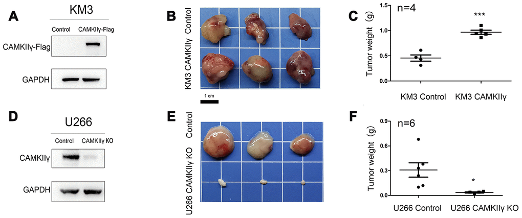 CaMKIIγ was essential for MM tumorigenesis in vivo. (A, D) CaMKIIγ overexpression or knockout was validated by Western blot. (B, E) Representative images of xenograft tumors from the indicated groups. BALB/C nude mice were injected subcutaneously in the left groin with 1.5x10^7 KM3 or U266 cells. Tumor blocks were removed from the mice at 3 weeks after inoculation. (C, F) Tumor weight in indicated groups (*P P 