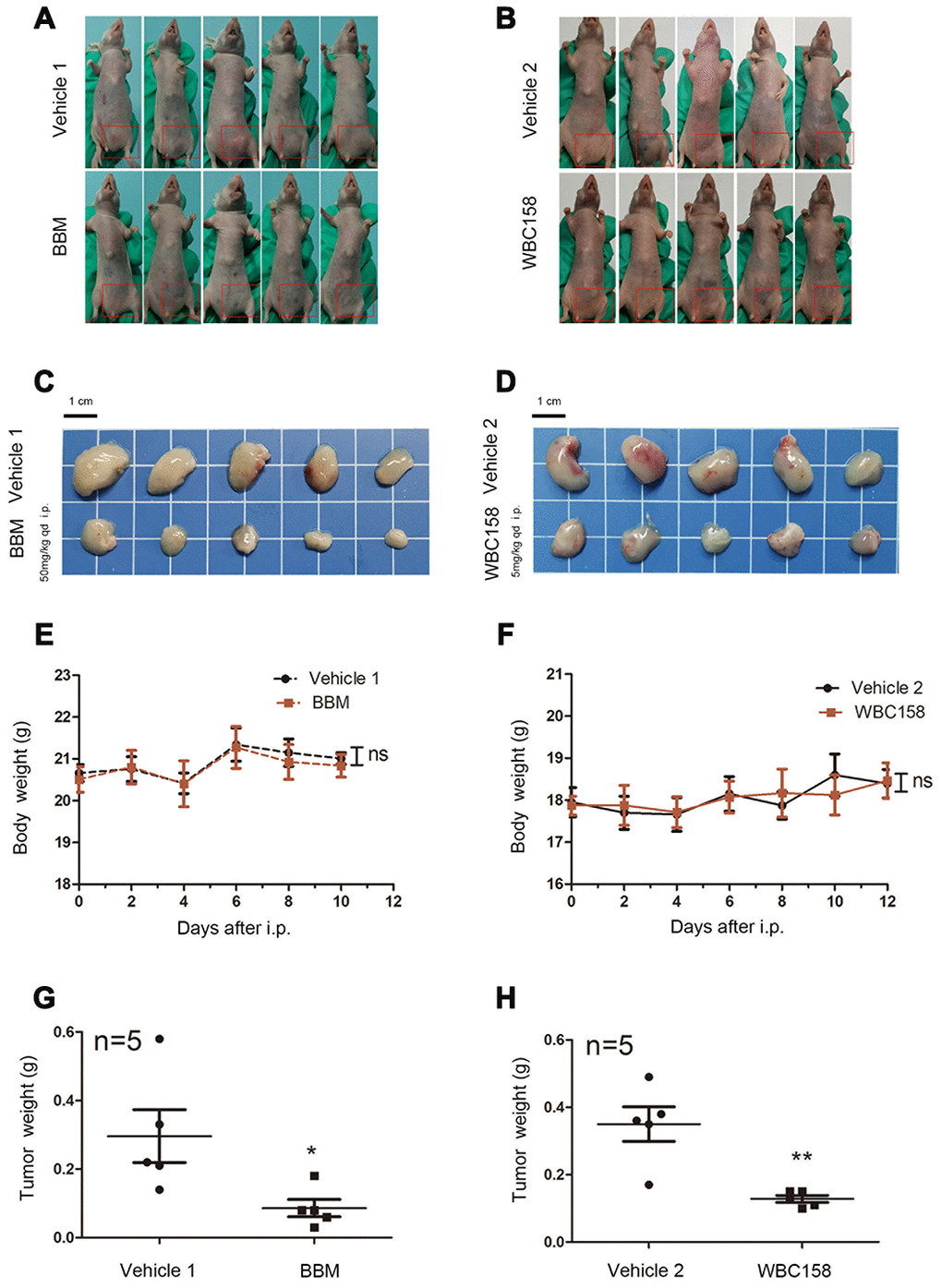 BBM and WBC158 inhibited the growth of CAMKIIγ-dependent MM in vivo. (A, B) U266 cells were subcutaneously injected into the left groin of nude mice. Mice treated with BBM or WBC158 had smaller tumors than their controls after nearly three weeks. (C, D) Images of xenograft tumors from the indicated groups. (E, F) Body weight of nude mice (no significance). (G, H) Tumor weight (*P P 