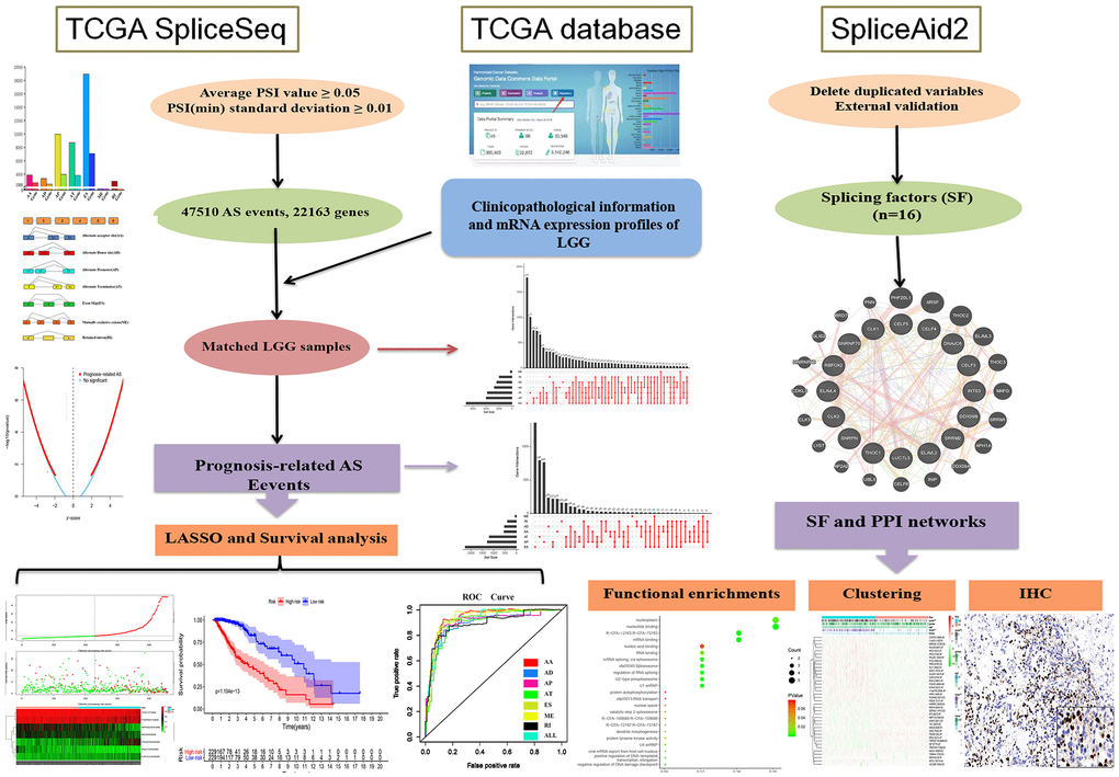 Flowchart of the systematic profiling of the alternative splicing in glioblastoma multiform in this study. TCGA, the Cancer Genome Atlas; AS, alternative splicing; LGG, low grade glioma; SF, splicing factor.