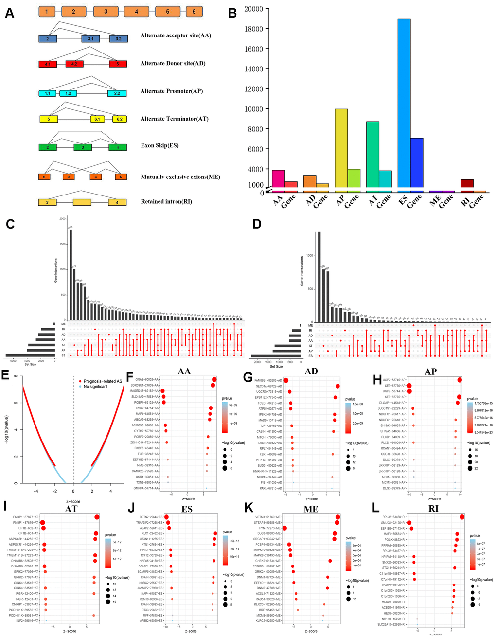 Overview and identification of prognosis-related AS events of LGG. (A) Schematic diagram of 7 different types of AS events was displayed. (B) 45,710 AS events in22,163 genes were obtained from 516 LGG patients after quality control. (C) Upset intersection diagram suggested that most genes might contain several kinds of AS events. (D) The Upset intersection diagram includes 7 different types of prognosis-related AS events in LGG. (E) Screening and identification of prognosis-related AS events and no significant AS events. (F–L) The top 20 significant prognosis-related AS events in 7 different types of AS events were illustrated in bubble charts.