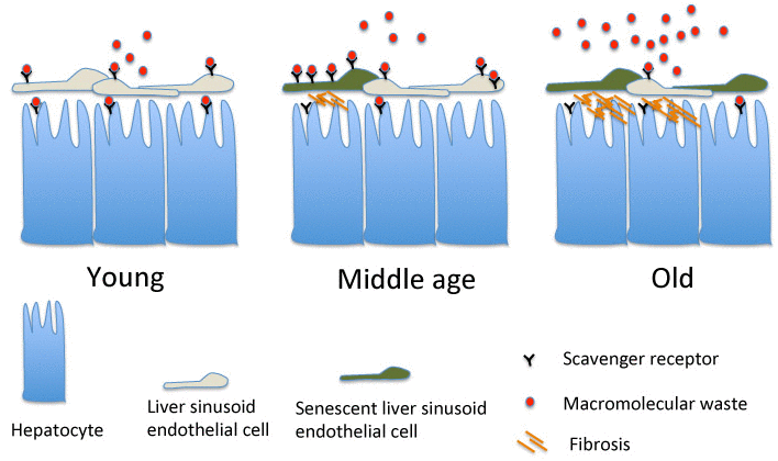 LSEC senescence throughout animal lifespan. The accumulation of p16High senescent LSECs starts gradually and is characterized by an increased expression of scavenger receptors (SRs) and endocytic activity in middle (1-year) age animals. This increase well-compensates for the loss of clearing functions by hepatocytes potentially due to LSEC defenestration. Later in life, however, the expression of SRs and LSEC endocytic activity are significantly reduced resulting in build up of blood-born macromolecular waste. This in turn contributes negatively to lifespan.