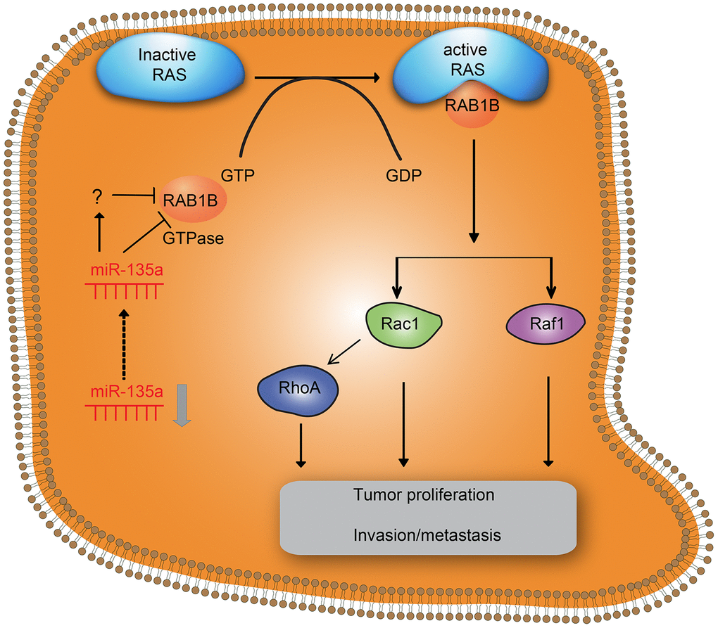 Effects of downregulation of miR-135a on RAB1B and the RAS signaling pathway in NSCLC cell progression. Downregulation of miR-135a increased the expression of downstream target gene RAB1B and RAS pathway members, thereby promoting proliferation and invasion/metastasis of NSCLC.