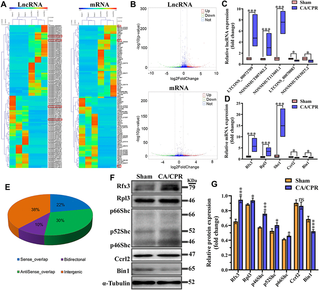 Expression profiles for lncRNA, mRNA, and encoding protein. (A) Hierarchical clustering of the expression data for lncRNA and mRNA. Each column represents one sample; rows indicate the 100 lncRNAs or mRNAs (50 overexpressed and 50 underexpressed in CA/CPR group). The relative expression of lncRNAs and mRNAs is displayed according to the color scale. Green and red denote downregulation and upregulation, respectively. (B) Volcano plots of the lncRNA and mRNA expression level. Up-regulated and down-regulated genes are indicated in red and green dots, respectively. Blue dots denote the same between the two groups. (C, D) Five pairs of dysregulated lncRNA (C) and mRNA (D) were validated through qRT-PCR in 10 pairs of CA/CPR and sham samples. (E) Subgroup analysis for lncRNAs with differentially expressed depending on genes location and the association with neighboring protein-encoding genes. *P ***P F) Expression levels of mRNA encoded proteins were detected by western blot assay in the hippocampus of CA/CPR (right line) and sham (left line) models. (G) Quantitative analysis of expression levels of proteins using gray analysis of ImageJ. *P **P ***P 