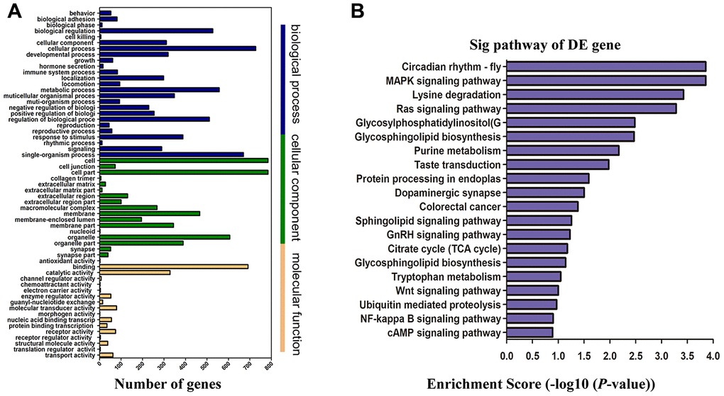 Functional enrichment analysis of genes with differentially expressed. (A) GO enrichment analysis of lncRNA target genes based on cellular component, biological process, and molecular function. X-axis displays a number of differentially expressed genes; Y-axis indicates GO terms. All GO terms are divided into three ontologies: orange is for molecular function, green is for cellular component, and blue is for biological process. (B) Top 20 enrichment scores of KEGG pathway enrichment analysis. The P-value indicates the significance of the pathway term correlated to the conditions. The smaller the P-value, the more significant the pathway is. The recommended P-value cut-off is 0.05. GO, gene ontology; KEGG, Kyoto Encyclopedia of Genes and Genomes.