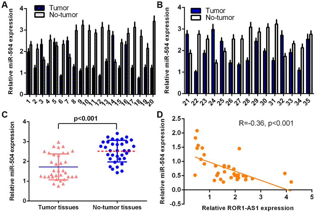 miR-504 levels in osteosarcoma tissues. (A) The detail expression of miR-504 of case 1-20 was shown. (B) The detail expression of miR-504 of case 21-35 was shown. (C) ROR1-AS1 was lower in osteosarcoma tissues compared to no-tumor samples. (D) Pearson's correlation assay showed one negative correlation between miR-504 and ROR1-AS1 in osteosarcoma tissues.