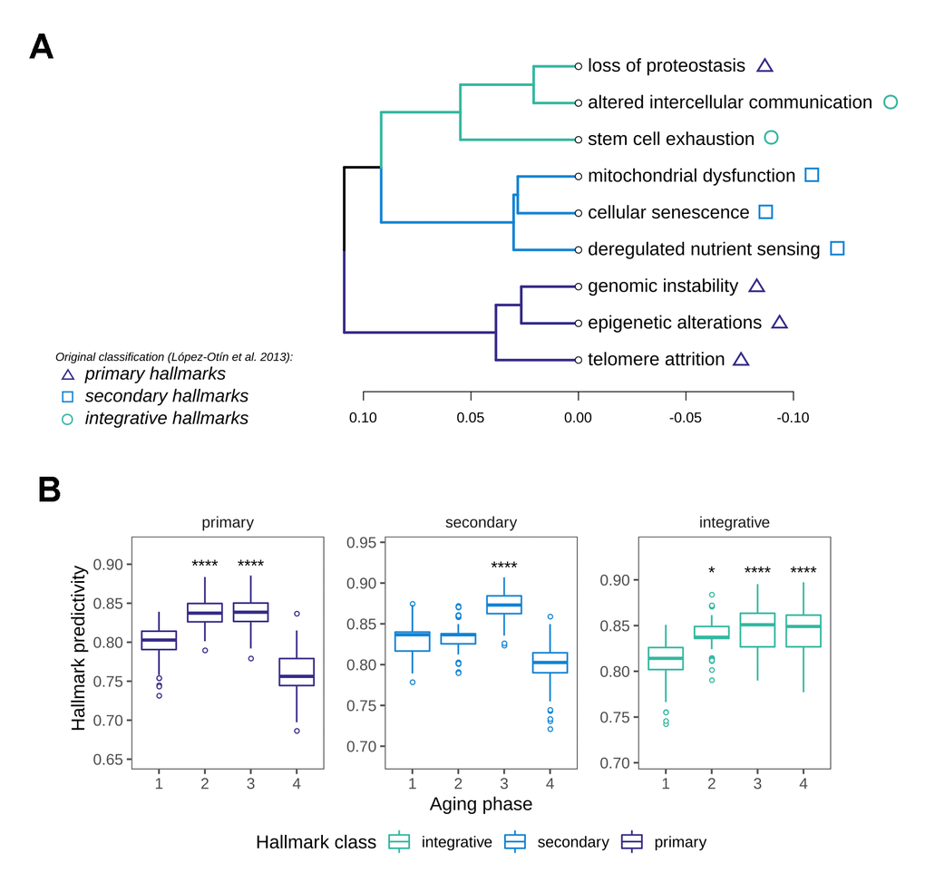 Characterization of Hallmark of Aging predictivity within the aging phases. (A) Hierarchical clustering of the nine Hallmarks of Aging based on their gene set predictivity analysis along the four aging phases. Predictivity was determined using cross-validated random forest classifiers, trained to distinguish each of the aging phases from the others. (B) Predictivity of the Hallmark of Aging gene sets along the four aging phases, grouped into primary, secondary and integrative hallmarks. Statistical testing was performed using one-sided Wilcoxon tests. All predictivity scores were derived from 100 permutations.