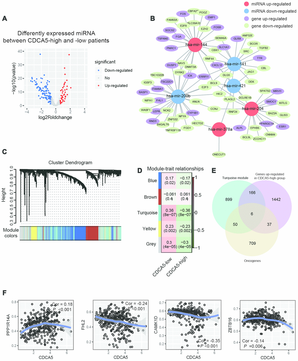 Integration of epigenetic change and gene expression between CDCA5-high and -low patients. (A) Volcano plot of differentially expressed miRNAs between CDCA5-high and -low groups. (B) Regulation of gene expression by miRNA plot as network in cytoscape. (C) Dendrogram indicating expression of different gene modules in patients involved in WGCNA analysis. (D) Correlation between module eigengenes and the expression level of the CDCA5 (low vs. high). (E) Venn diagrams demonstrating the number of genes within module turquoise, as well as the overlay with up-regulated genes identified from RNAseq and oncogenes. (F) Local regression curves (Spearman rank correlation) between expression of CDCA5 and 4 oncogenes identified in module turquoise.