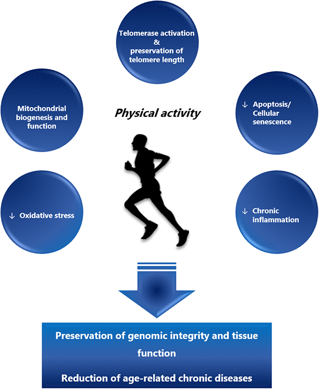 The beneficial effects of regular physical activity. Regular physical activity exerts its beneficial effects through activation of telomerase, preservation of telomere length and improved mitochondrial biogenesis and function. On the cellular level these effects lead to the reduction of apoptosis, cellular senescence and oxidative stress, lowering the subsequent multi-system chronic inflammation. In summary, regular physical activity is a means to preserve genomic integrity and tissue function and reduce the onset of age-related chronic diseases.