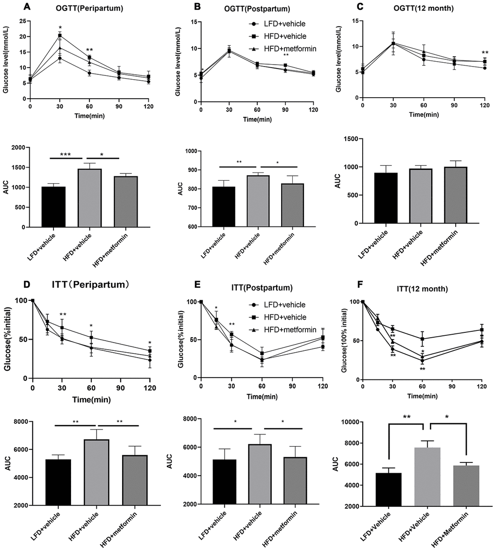 Oral glucose tolerance test (OGTT) and insulin tolerance test (ITT) results during pregnancy (16.5 days), after delivery, and at 12 months of age. OGTT curves for the three groups of mice and comparison of areas under the curve (AUC) during pregnancy (A), after delivery (B), and at 12 months of age (C). ITT curves for the three groups of mice and comparison of AUC during pregnancy (D), after delivery (E), and at 12 months of age (F). *p-value