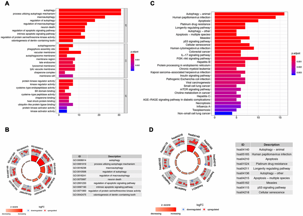 Gene functional enrichment analysis for the ARGs. (A, B) Show, by the GO analysis, the biological process and molecular functions that the ARGs are involved in; (C, D) Show the KEGG analysis for potential pathways by which these ARGs exert their effects on tumor cells.