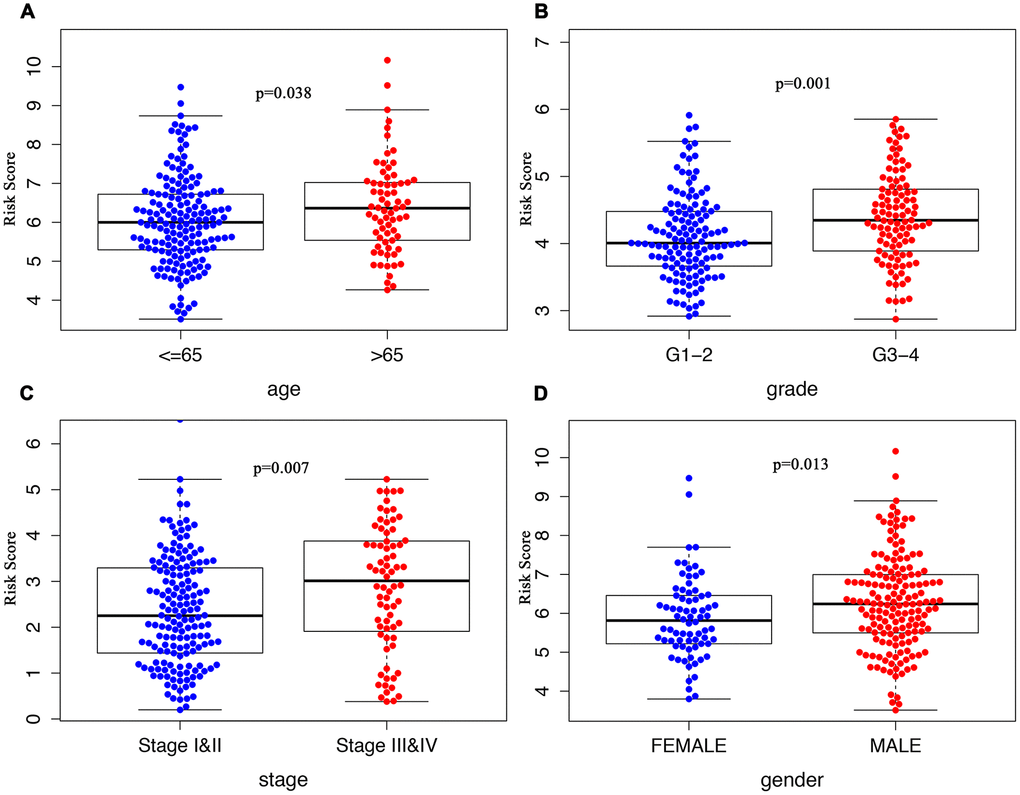 Clinicopathological significance of the ARG signature in HCC. Risk scores among different clinical features in HCC. P values were all less than 0.05 for (A) age, grade (B), TNM stage (C), and gender (D) between groups.