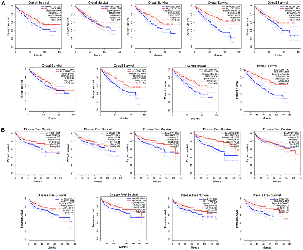 The prognostic value of circadian clock genes in KIRC. (A) The role of circadian clock genes in the overall survival of KIRC patients. (B) The role of circadian clock genes in the disease-free survival of KIRC patients. KIRC, Clear cell renal cell carcinoma.