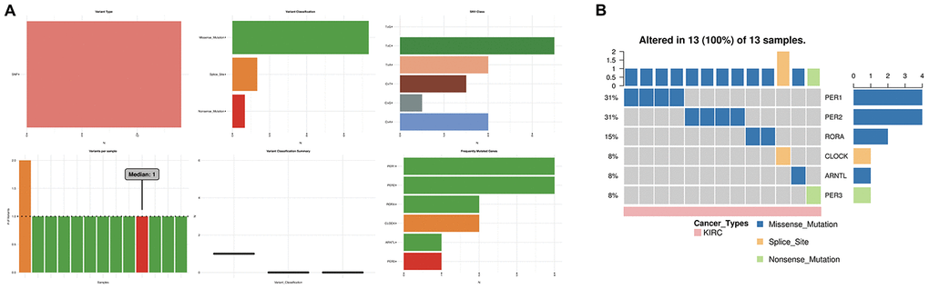 The SNV analysis of circadian clock genes in KIRC. (A) summary plot displays SNV frequency and variant types of circadian clock genes in KIRC. (B) waterfall plot shows the mutation distribution of circadian clock genes in KIRC and a SNV classification of SNV types. KIRC, Clear cell renal cell carcinoma; SNV, single nucleotide variation.