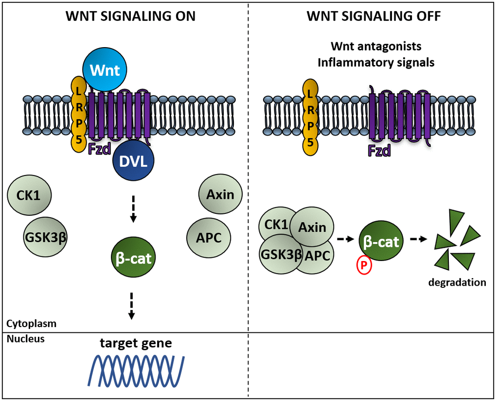 Activation of the Wnt canonical pathway induces β-catenin-regulated gene expression. Left panel: binding of Wnt to a Frizzled receptor (Fzd) allows its association to Dishevelled proteins (DVL) sequestering Axin and avoiding the formation of the complex composed of Axin, the adenomatous polyposis coli (APC), the kinases casein kinase 1 (CK1) and glycogen synthase kinase 3 beta (GSK3β), which phosphorylates β-catenin, resulting in β-catenin being ubiquitinated by the β-Trcp ubiquitin ligase, followed by proteasomal degradation. Right panel: in the absence of Wnt β-catenin is degraded, whereas Wnt-mediated activation of Fzd induces expression of genes regulated by β-catenin [92].