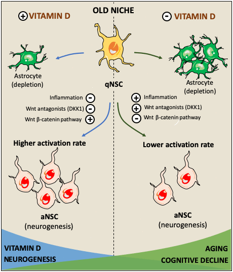 Hypothetical role of vitamin D in facilitating the activation of quiescent neural stem cells (qNSC) in the aged brain and its consequences in cognitive impairment. The effects of vitamin D on cognitive decline might be mediated by its capacity to stimulate neurogenesis in the old neurogenic niche. Several factors such as inflammation, and Wnt signaling inhibition facilitate the state of quiescence in NSC diminishing the neurogenic rate [78, 80]. High NSC-Wnt activity leads to longer time in quiescence while enhancing the probability of activation [114]. Vitamin D may activate canonical Wnt signaling through the repression of Wnt inhibitors such as DKK1 and prolonging the time NSC spend in quiescence, increasing their probability to be activated and avoiding being depleted via their differentiation towards astroglial cells [114]. It may be possible that a deficiency in vitamin D results in Wnt signaling imbalance, impairing the gradual activation of NSC required to maintain a neurogenic rate. Thus, hypovitaminosis D might impair these mechanisms leading to a reduction in neurogenesis resulting in cognitive decline.