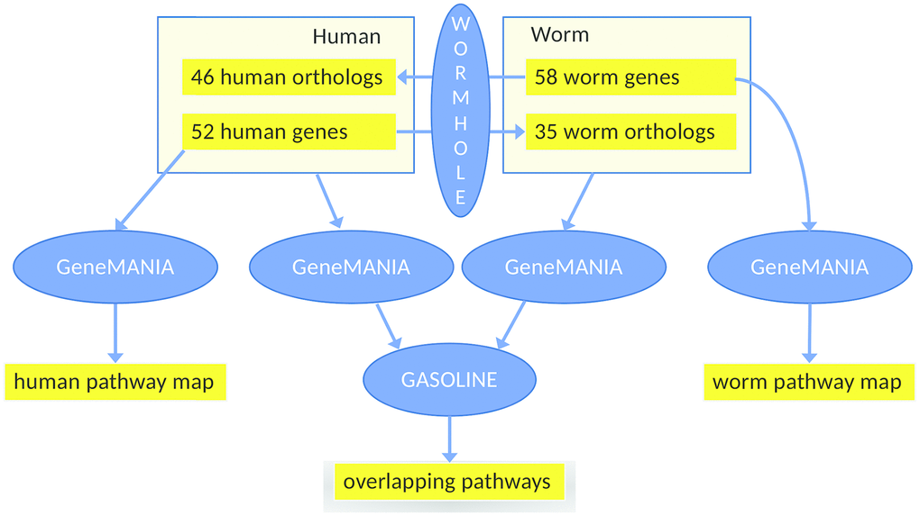 Workflow of the main analysis steps. First, 52 human health genes (Supplementary Tables 1–3) were processed with GeneMANIA and AutoAnnotate to determine the human healthspan pathway map (left, see also Figure 1). Analogously, 58 worm health genes (based on gene expression analysis using WormBase) were studied, yielding the C. elegans healthspan pathway map (right, see also Figure 3). Then, to determine overlap across species, the gene lists were extended by the orthologs (calculated by WORMHOLE, see Supplemental Methods) from the respective other species. We then employed GeneMANIA as before, to generate two interaction networks (one per list). and overlaps between these two networks of health genes were determined by GASOLINE (middle, see also Figure 5).