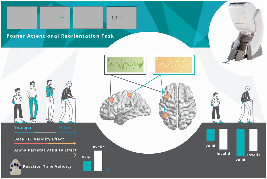 Overall Findings. Healthy aging modulates the behavioral and neural responses underlying attentional reorientation. The decrement in reaction time to invalid versus valid trials increased as a function of aging. Younger adults uniquely utilized parietal alpha and FEF beta activity, mainly in response to invalid trials, but this compensatory process became exhausted with increasing age.