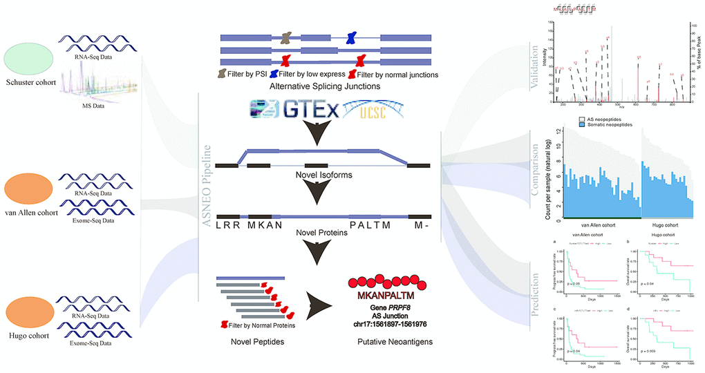 A comprehensive workflow to analyze AS neopeptides by ASNEO. The left part represents the data of three cohort used in the analyses. The middle part represents the computational pipeline of ASNEO for identification of AS neopeptides. The right part represents three main analyses performed in this work, containing evaluation of ASNEO by mass spectrometry (MS) analysis (top), immune score comparison of AS neopeptides with somatic neopeptides (middle), and predictability evaluation of AS neopeptides by survival analysis (bottom).