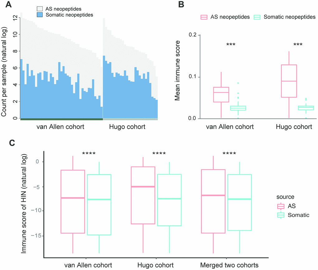 Comparison of AS neopeptides with somatic neopeptides. (A) The number of somatic neopeptides and AS neopeptides. Within each cohort, patients were sorted by total neoantigen burden. Neopeptide counts (y-axis values) were represented in natural log format. (B) In each cohort, AS neopeptides showed a higher mean immune score profile than that of somatic neopeptides (van Allen cohort: Wilcoxon test P=1.5e-08; Hugo cohort: Wilcoxon test P=9.1e-06). (C) Using HIN, AS neopeptides showed a significant higher immune score than that of somatic neopeptides in both van Allen cohort and Hugo cohort as well as in merged two cohorts (Wilcoxon test, P