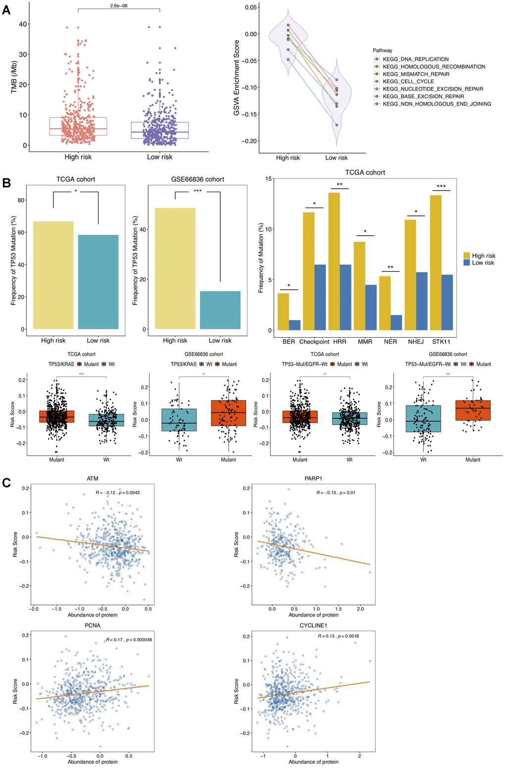 Correlation of DNAm-based risk score with TMB, cell cycle, DNA damage response (DDR) genes. (A) Left, TMB estimation of TCGA NSCLC patients in high- and low-risk group; right, GSVA presenting DDR pathways significantly enriched in high risk group (adjusted P B) Estimated frequencies of mutations in TP53 (top left), STK11 and DDR genes (top right), TP53/KRAS co-mutations and TP53-Mut/EGFR-Wt mutations (bottom) under different recurrence risk status. (C) Protein expression of ATM, PARP1, PCNA and CYCLINE1 associated with DNAm-based risk score in TCGA cohort.