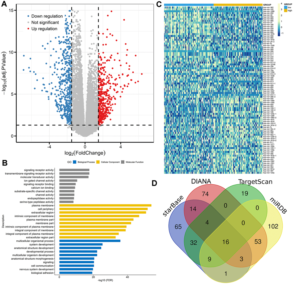 Molecular signatures associated with DNMT3A in AML. (A) Volcano plot of differentially expressed genes between AML patients with low and high DNMT3A expression (FDRP1.5). (B) Gene Ontology analysis of DEGs conducted using online website of STRING (http://string-db.org). (C) Expression heatmap of differentially expressed microRNAs between AML patients with low and high DNMT3A expression (FDRPD) Venn results of microRNAs which could target DNMT3A predicted by DIANA (http://diana.imis.athena-innovation.gr/DianaTools/index.php?r=microT