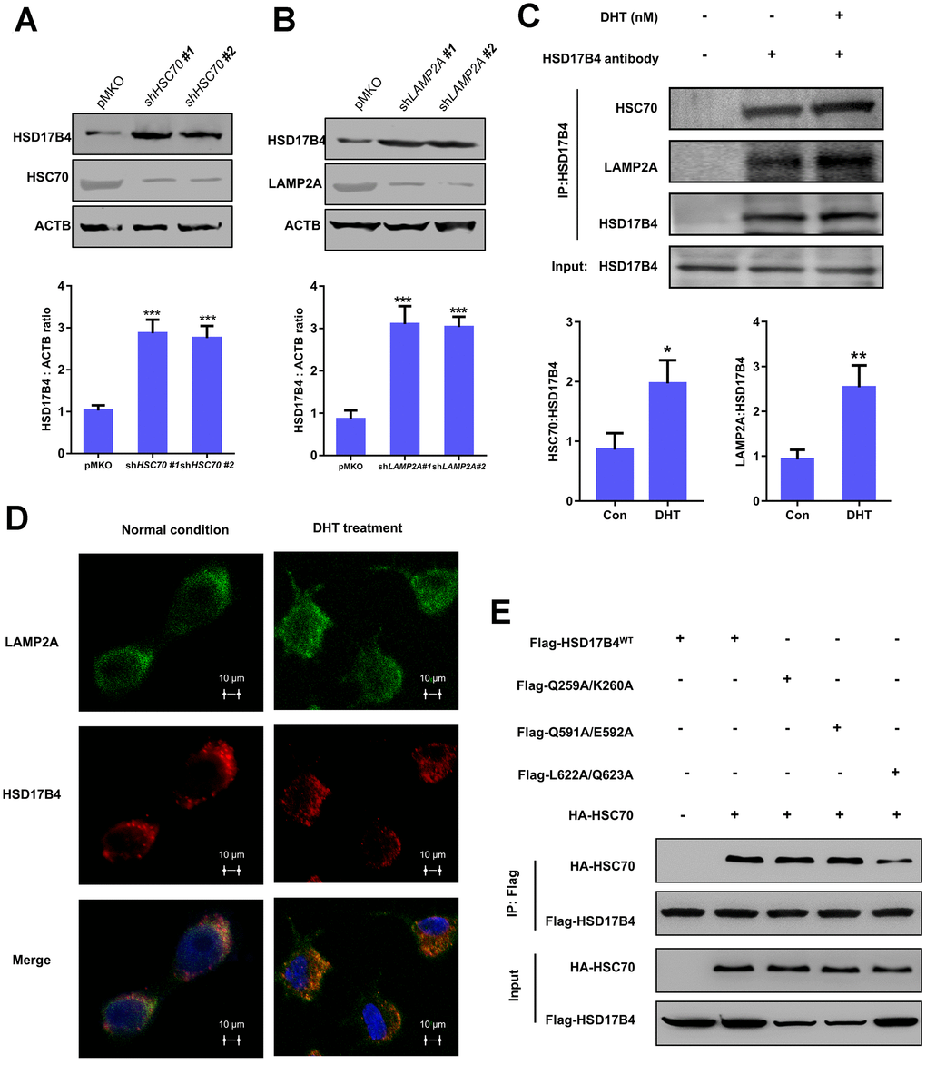 The degradation of HSD17B4 requires CMA. (A) HSC70 knockdown leads to accumulation of HSD17B4. HSC70 was transiently knocked down in LNCaP cells by shRNA. The knockdown efficiency and HSD17B4 protein level were determined by western blotting (upper panel). The HSD17B4 level was normalized against ACTB. **denotes P B) LAMP2A knockdown leads to accumulation of HSD17B4. LNCaP cells stably expressed LAMP2A shRNA. The levels of HSD17B4 and LAMP2A proteins were determined by western blotting (upper panel). The relative HSD17B4 protein compared with ACTB was quantified. **denotes P C) DHT promotes endogenous HSD17B4 binding with HSC70 and LAMP2A in LNCaP cells. LNCaP cells were cultured with or without DHT for 24 h before harvest. The interaction between endogenous HSD17B4 and HSC70 or LAMP2A was determined by coimmunoprecipitation and western blotting. (D) DHT enhances the interaction between HSD17B4 and LAMP2A. LNCaP cells were cultured with or without DHT for 24h as indicated and then paraformaldehyde fixed, blocked, and processed for double immunofluorescence with antibodies against LAMP2A (green) and HSD17B4 (red). Merged images of both channels are shown in the lower panel. Bar: 10 μm. (E) Identification of an HSC70 binding motif in HSD17B4. The binding between HSD17B4 mutants and HSC70 was analyzed by IP-western. Data are shown as the mean ± SD (n = 3) or typical photographs of one representative experiment. Similar results were obtained in three independent experiments. *p 