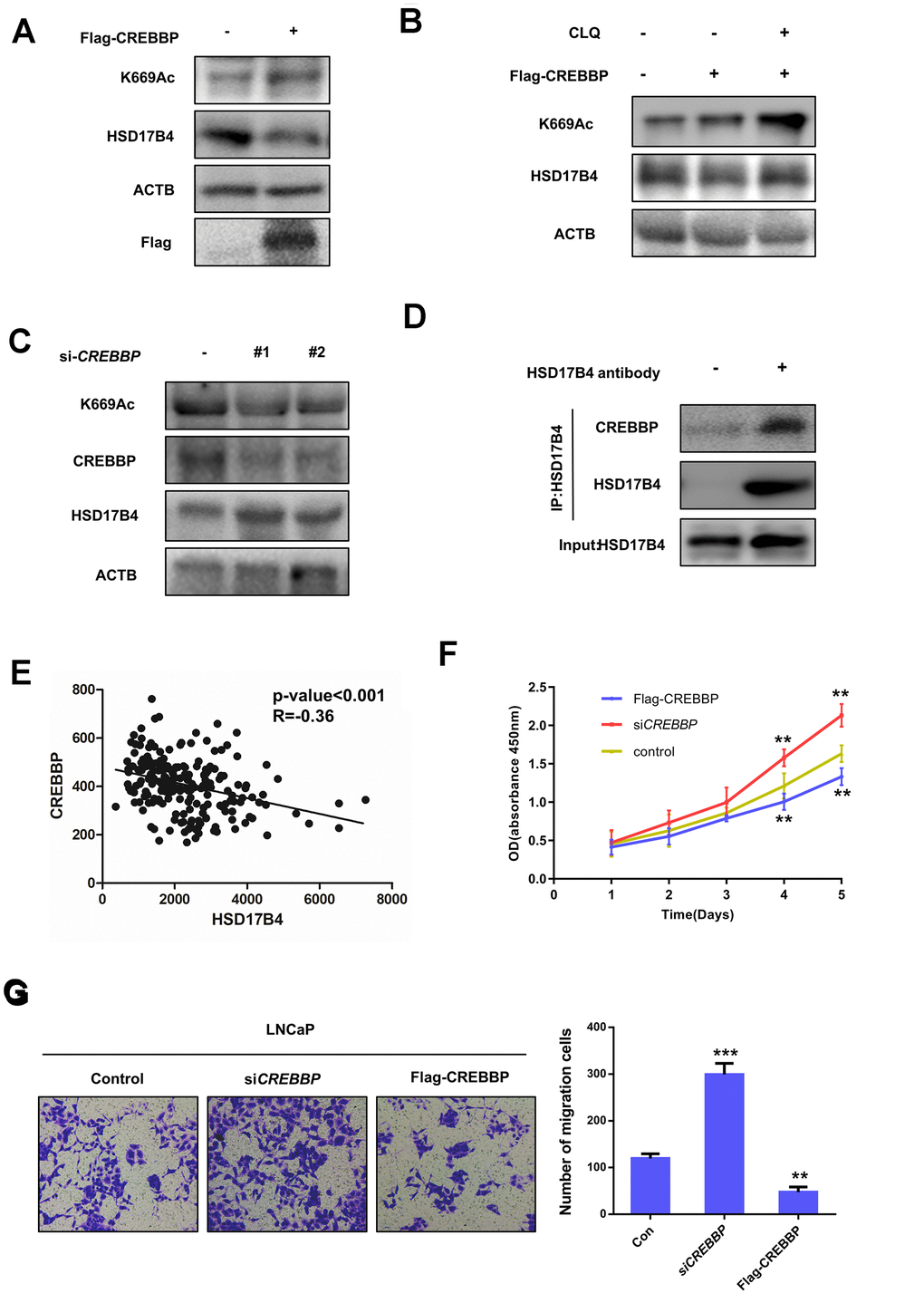 CREBBP increases K669 acetylation levels and promotes the degradation of HSD17B4. (A) CREBBP overexpression increases the K669 acetylation level but decreases the HSD17B4 protein level. LNCaP cells were transfected as indicated. Cell lysates were subjected to western blotting. The K669 acetylation level and HSD17B4 levels were normalized against ACTB. (B) CLQ blocks the decrease in HSD17B4 protein induced by CREBBP overexpression. FLAG-CREBBP was transfected into LNCaP cells with or without CLQ treatment and then subjected to western blotting. (C) The knockdown of CREBBP decreases HSD17B4 K669 acetylation while increasing its protein level. LNCaP cells were transfected with siCREBBP or control. The acetylation and protein levels of HSD17B4 and the protein level of CREBBP were determined by western blotting and were normalized against ACTB. (D) Endogenous HSD17B4 binds CREBBP in LNCaP cells. LNCaP cells were cultured and harvested until the cell density reached 90%. The interaction between endogenous HSD17B4 and CREBBP was determined by co-IP and western blotting. (E) CREBBP is negatively correlated with HSD17B4 in PCa. The correlation between the mRNA expression levels of CREBBP and HSD17B4 in patients with PCa was analyzed using the public dataset GSE70770. (F) CREBBP knockdown promotes LNCaP cell growth, while CREBBP overexpression inhibits cell growth. The CCK-8 assay showed that the proliferation rate of LNCaP cells was affected by CREBBP knockdown or overexpression. The data shown are representative of three independent experiments. (G) CREBBP knockdown promotes the migration of LNCaP cells, while CREBBP overexpression acts the opposite way. LNCaP cells were transfected with siCREBBP or Flag-CREBBP as indicated, followed by a migration assay in 24-well chambers without Matrigel. Quantitative analysis of cell migration in 24-well chambers was performed by ImageJ. Data are shown as the mean ± SD (n = 3) or typical photographs of one representative experiment. Similar results were obtained in three independent experiments. *p 