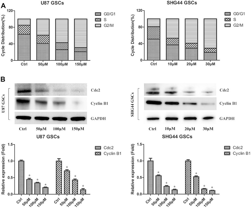 DMC-BH induces cell cycle arrest in GSCs. (A) PI flow cytometry analysis of DMC-BH-treated GSCs. (B) Western analysis of Cdc2 and cyclin B1 in DMC-BH-treated GSCs; n =3.